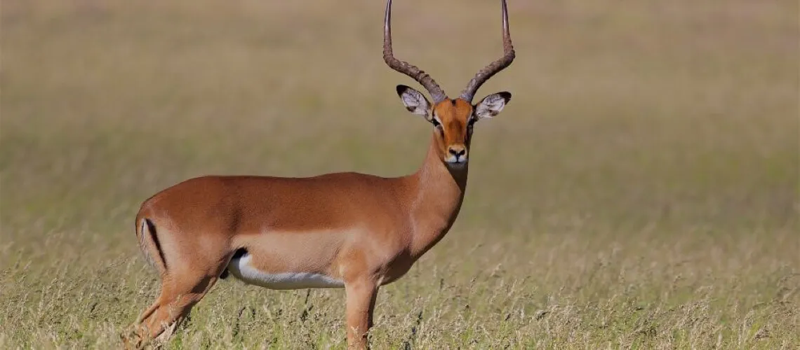 Impala de silla - Variante de color rara del impala con marcas en fo...